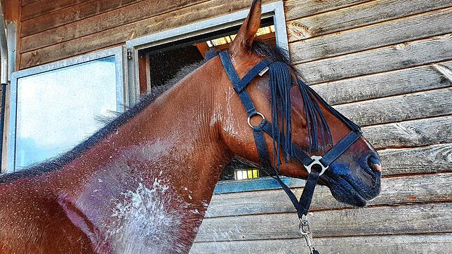 Eine kalte Dusche ist nicht nur für Menschen eine schöne Abkühlung an heißen Sommertagen. Auch Pferd Senny freut sich über das kühle Nass.