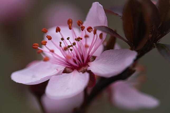 Sonja Grambach fotografierte die Blüte der Blutpflaume.
