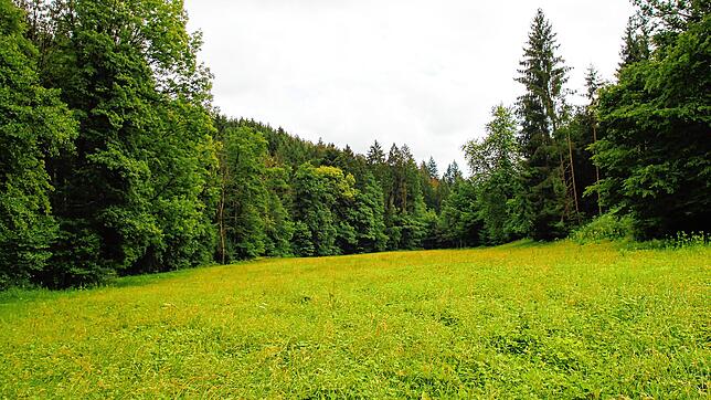 Auf dieser Waldwiese südlich von Birndorf soll der Waldkindergarten am 1. März in Betrieb gehen.