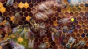 Noch warten die Bienen in ihren Stöcken auf den Frühling und viele Blüten. Die Imker des Imkervereins Brenden Berg hoffen auf ein gutes ...