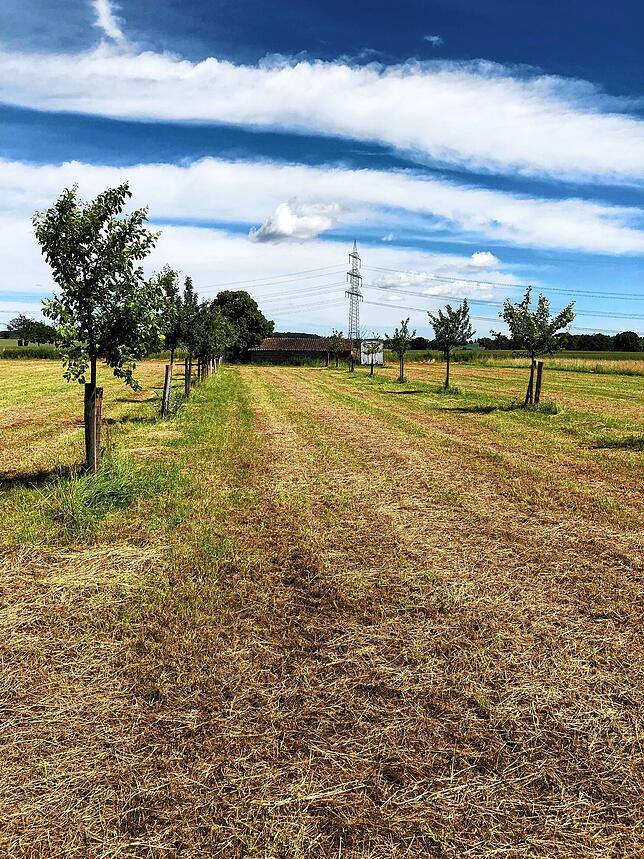 Im Landkreis Schaumburg in Niedersachsen gibt es Obstbäume zum Nulltarif für diejenigen, die eine Streuobstwiese anlegen möchten.
