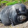 Ein Hängebauchschwein liegt in der Sonne. Ein Exemplar wie dieses sorgte im Jahr 1995 für Aufregung am Hochrhein (Symbolbild).