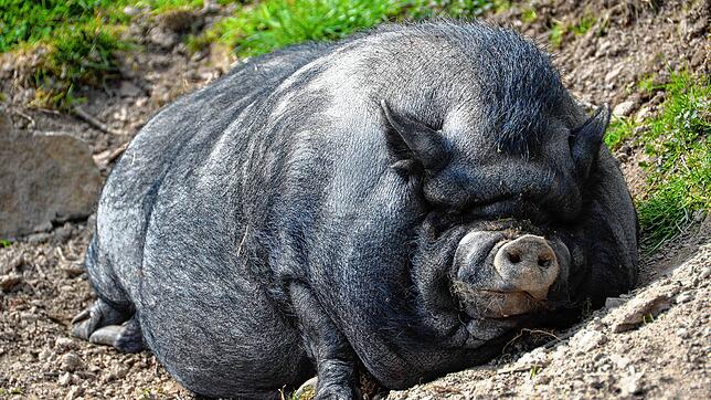 Ein Hängebauchschwein liegt in der Sonne. Ein Exemplar wie dieses sorgte im Jahr 1995 für Aufregung am Hochrhein (Symbolbild).