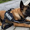 (Symbolbild) Sie sind nicht nur des Menschen bester Freund, sondern auch als Polizeihund im Dienst von Recht, Sicherheit und Ordnung ...