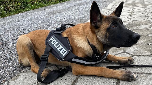 (Symbolbild) Sie sind nicht nur des Menschen bester Freund, sondern auch als Polizeihund im Dienst von Recht, Sicherheit und Ordnung ...