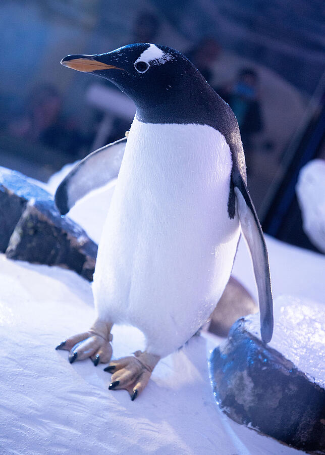 Bild 9: Verborgenes Konstanz: Wie ein Team von Aquaristen im Sea Life eine künstliche Unterwasserwelt zum Leben erweckt