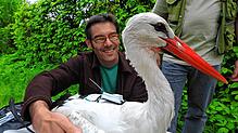 Martin Wikelski, Direktor am Konstanzer Max-Planck-Institut für Verhaltensbiologie, hat den Storch mit einem Transmitter ausgestattet.