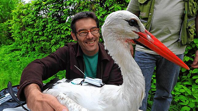 Martin Wikelski, Direktor am Konstanzer Max-Planck-Institut für Verhaltensbiologie, hat den Storch mit einem Transmitter ausgestattet.