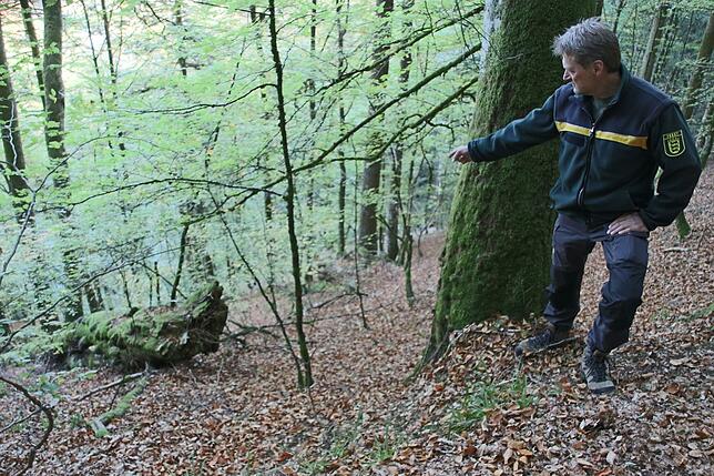 Anders als in bewirtschafteten Wäldern wird totes Holz (links) der Natur überlassen, wie Revierförster Robert Becker aus Höchenschwand ...