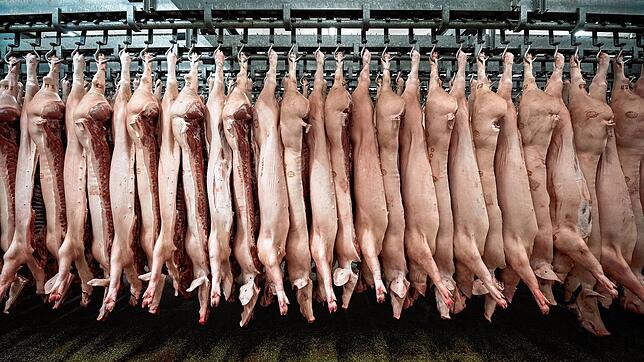 Halbierte Schweine hängen im Schlachthof. In der Debatte um Billigfleisch ist nach den Corona-Infektionen neu entbrannt.
