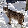Ein Luchs soll auf Gemarkung Leibertingen fünf Nutztiere gerissen haben. Um absolute Sicherheit darüber zu erlangen, dass es sich bei ...