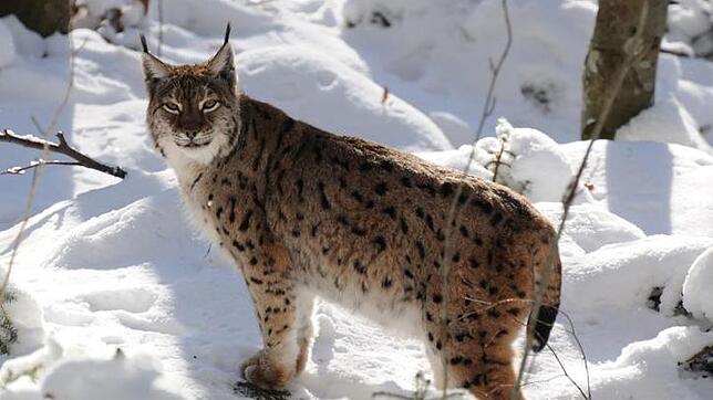 Ein Luchs soll auf Gemarkung Leibertingen fünf Nutztiere gerissen haben. Um absolute Sicherheit darüber zu erlangen, dass es sich bei ...