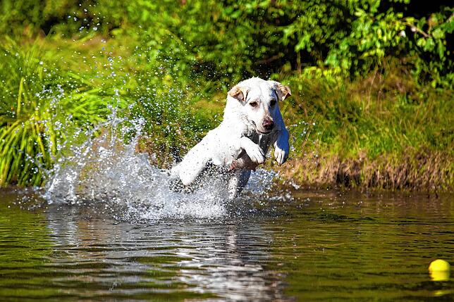 Labradore sind tolle Familienhunde – wenn sie richtig gehalten werden. Sonst können auch sie Verhaltensauffälligkeiten entwickeln.