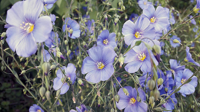 Diese hübschen Blumen wachsen aus handelsüblichen Leinsamen und vermehren sich Jahr für Jahr selbst. Von Frühling bis Herbst gibt es ...