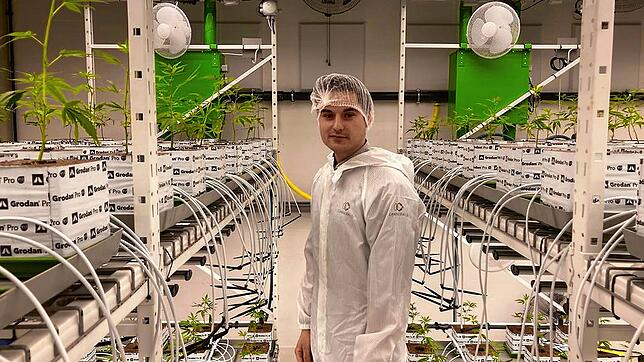 Umgeben von Cannabispflanzen: Marc Gass aus Villingen steht in den Anbauhallen des Schweizer Forschungs- und Produktionsunternehmens ...