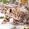 Winter im Zoo Basel: Auch die Schneeleoparden-Jungtiere haben Spaß im Schnee.