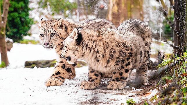 Winter im Zoo Basel: Auch die Schneeleoparden-Jungtiere haben Spaß im Schnee.