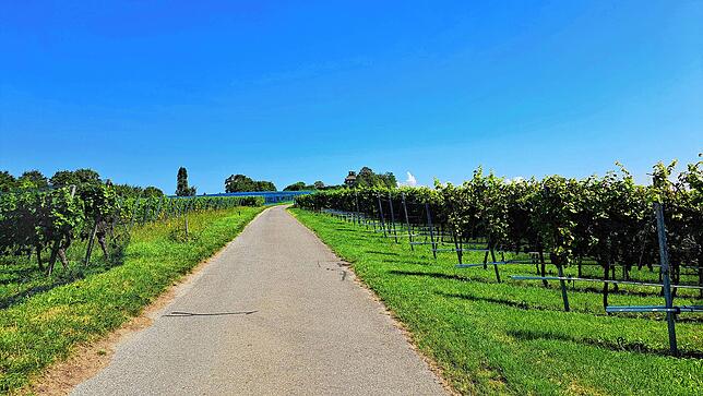 Vom Parkplatz führt der Weg durch die Weinberge Richtung Hochwart.