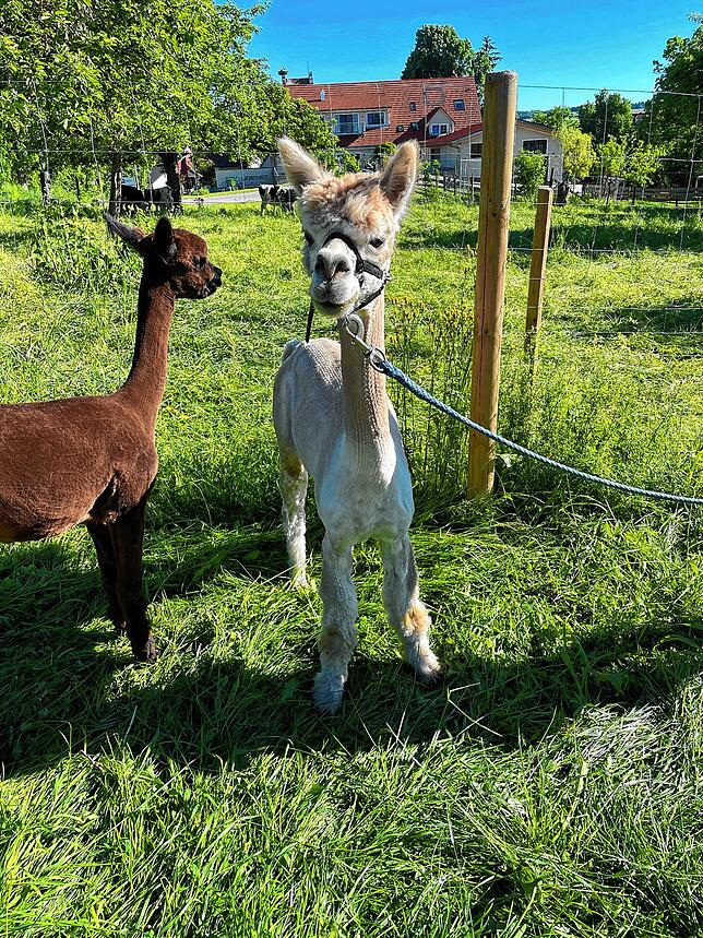 Gisbert (links) und Pepper sehen nach dem Scheren wieder richtig fesch aus.