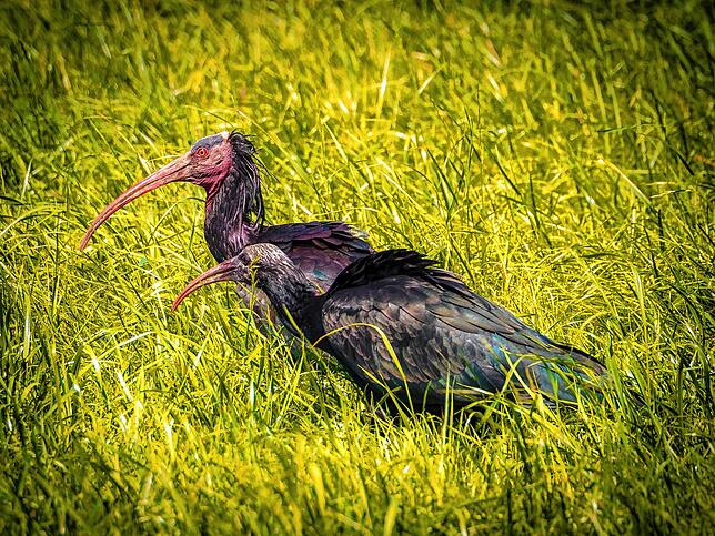 Ein ausgewachsener und ein junger Waldrapp sind hier jeweils im Seitenprofil zu sehen. Die Jungvögel haben noch Federn im Gesicht.