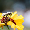 Wildbienen unterscheiden sich von Honigbienen. Es gibt mehr als 550 verschiedene Arten in Deutschland &ndash; und jede hat ihre eigenen ...