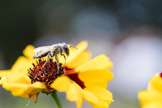 Wildbienen unterscheiden sich von Honigbienen. Es gibt mehr als 550 verschiedene Arten in Deutschland &ndash; und jede hat ihre eigenen ...