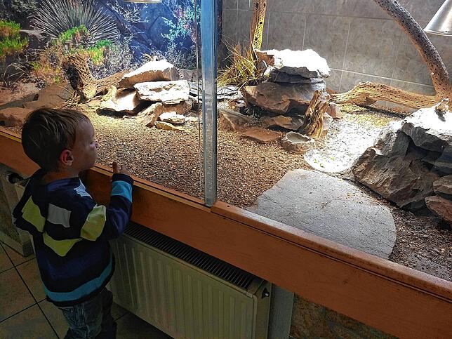 Im Unteruhldinger Reptilienhaus sucht Nicolai konzentriert nach verborgenen Reptilien.