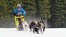 Florian Bachmann gibt Gas für den Schlittenhundesport und macht Schönwald zum Mekka für diese &bdquo;Wahnsinns-Randsportart&ldquo;. ...