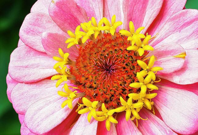 Bild 2: Sag´s durch die Blume: Das Quiz zur Landesgartenschau