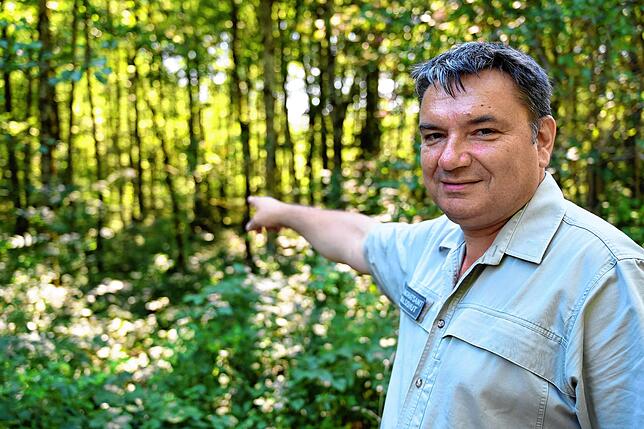 2022: Der Jestetter Förster Ralf Göhrig zeigt auf einen Eichenbestand, der vor 22 Jahren neu angepflanzt wurde und jetzt bereits eine ...