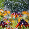 Sommerregen, der Gartenblumen mit ausreichend Wasser versorgt wird immer seltener. Wer nicht ständig zur Gießkanne greifen möchte, setzt ...