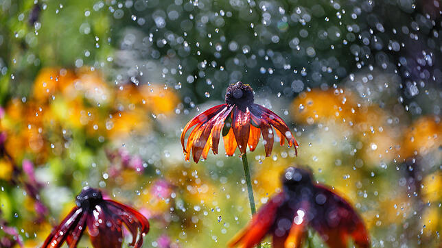 Sommerregen, der Gartenblumen mit ausreichend Wasser versorgt wird immer seltener. Wer nicht ständig zur Gießkanne greifen möchte, setzt ...