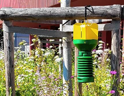 In eine solche Insektenfalle werden die Japankäfer mittels Duftstoffen gelockt.