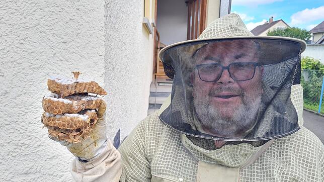 Schädlingsbekämpfer Achim Vogt mit einem Hornissennest. Meist hat er jedoch mit Wespen zu tun. Im Sommer kommen etwa 80 Prozent der ...