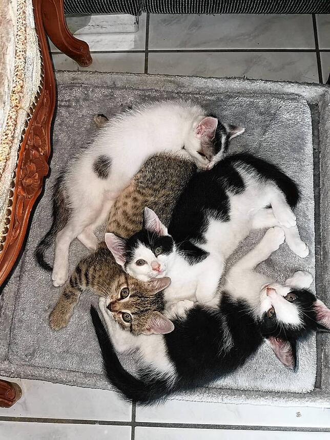 Die Pflegestellen des Tierschutzvereins sind aktuell noch immer voll, hier kuscheln vier Katzen ganz liebevoll miteinander.