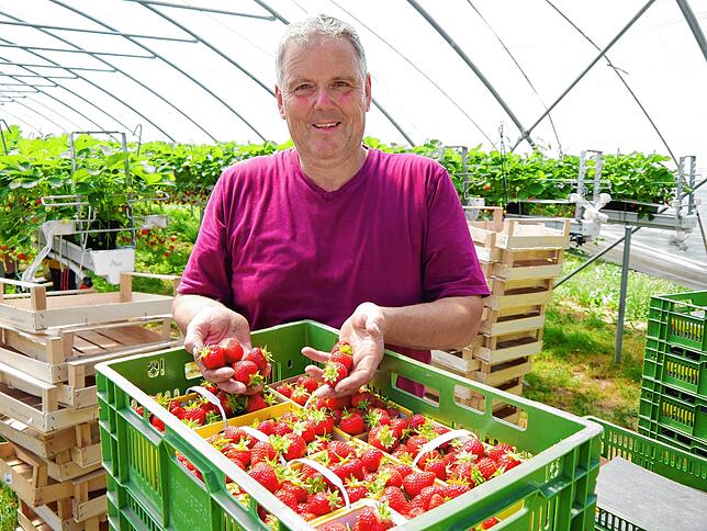 Martin Schneble baut auf seinem Hof in Mühlhausen-Ehingen Erdbeeren an. Er weiß: Die Ernte ist ein Knochenjob.