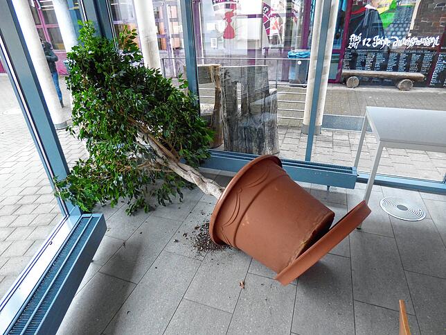Auch der Ficus wurde umgeworfen.