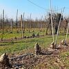 Rund 400 Apfelbäume zerstörte ein Biber diesen Winter in einer Obstplantage bei Stadenhausen. Der Sachschaden beträgt mehrere tausend ...