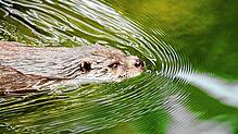 Der Fischotter kehrt zurück. Seit einigen Jahren ist das scheue Tier auch im Schwarzwald-Baar-Kreis wieder anzutreffen. Foto: ...