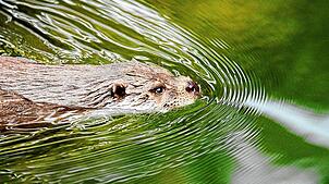 Der Fischotter kehrt zurück. Seit einigen Jahren ist das scheue Tier auch im Schwarzwald-Baar-Kreis wieder anzutreffen. Foto: ...