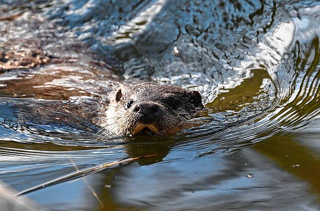 Der Fischotter kehrt zurück. Seit einigen Jahren ist das scheue Tier im Schwarzwald-Baar-Kreis wieder anzutreffen.