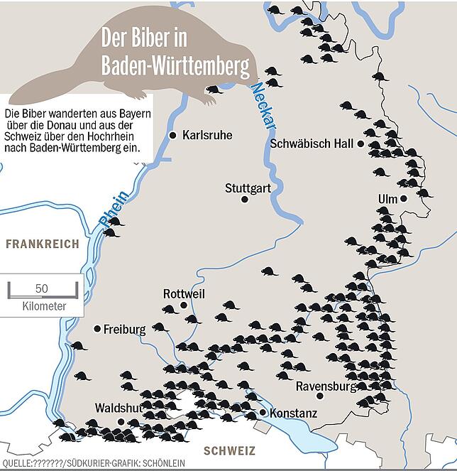Bild 4: Es gibt wieder Biber im Südwesten: Ein Rückkehrer beißt sich durch