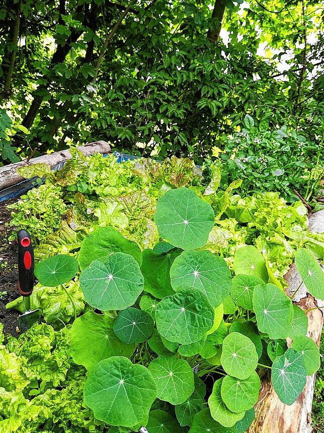 Bild 6: #SKverbindet: Das sind die schönsten Gartenprojekte unserer Leser