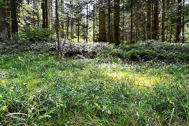 Licht fällt auf Wachtelweizen im Wald, wo der Ruheforst entstehen wird. Ab 2024 können hier Urnenbegräbnisse stattfinden.