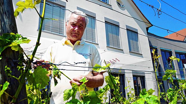 Karl Megerle, Vorsitzender des Hagnauer Winzervereins, begutachtet die Hagelschäden an den Reben direkt neben dem Weinverkauf in der ...