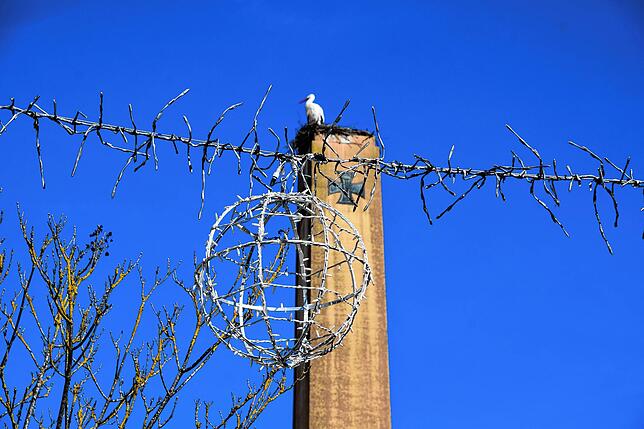 Bild 4: &bdquo;Ohhh, guck, d&lsquo; Storch isch da!&ldquo; Die Stockacher freuen sich, dass Hans wieder im Nest in der Oberstadt klappert