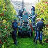 Die Erntehelfer von Philipp Kuppel arbeiten mit halbautomatischen Erntemaschinen. Dafür legen sie die Äpfel auf die Förderbänder, die ...