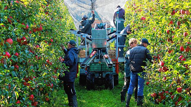 Die Erntehelfer von Philipp Kuppel arbeiten mit halbautomatischen Erntemaschinen. Dafür legen sie die Äpfel auf die Förderbänder, die ...