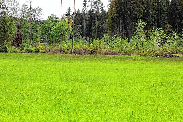 Die dunkle Wiesenfläche beim Binsenhof in Pfaffenweiler ist derzeit als Weideland nicht mehr nutzbar. Das Anstauen des Fließgewässers ...