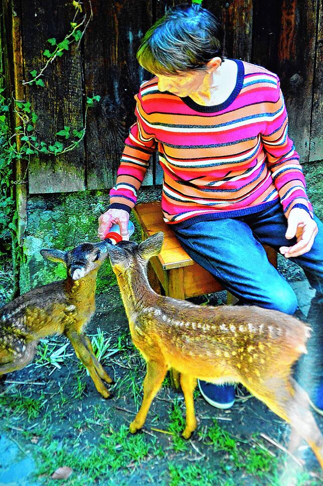 Die Rehkitze haben Hunger: Margrit Wirth füttert die Tierkinder.